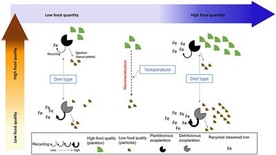 Prey Stoichiometry Drives Iron Recycling by Zooplankton in the Global Ocean